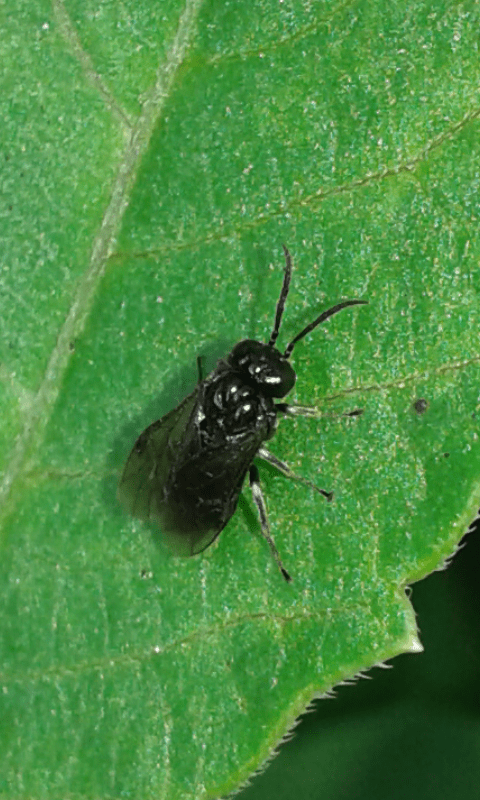 Tenthredinidae : forse Tomostethus sp.?
